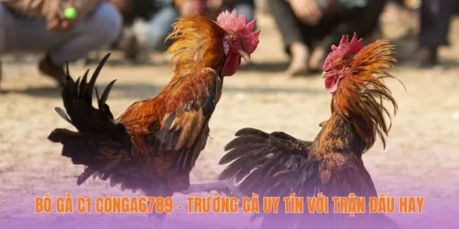 Bồ Gà C1