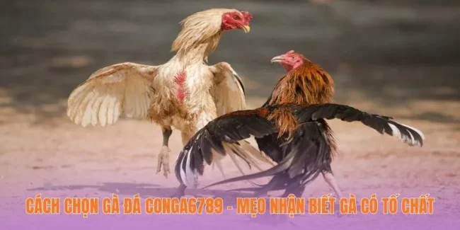 cách chọn gà đá