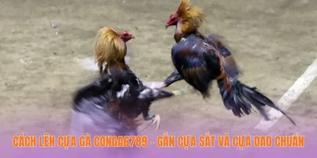 Cách Lên Cựa Gà