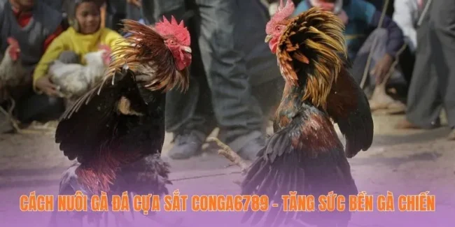 Cách Nuôi Gà Đá Cựa Sắt