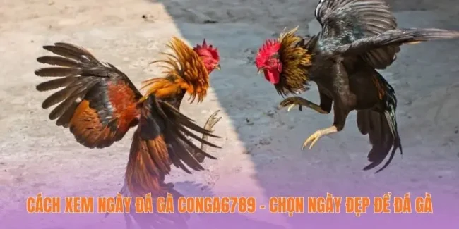 Cách Xem Ngày Đá Gà