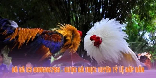 Đá Gà C3