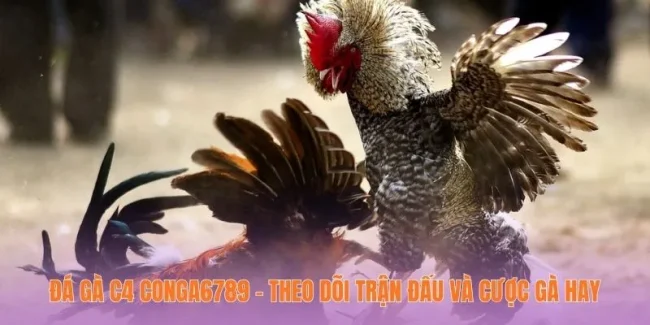 Đá Gà C4