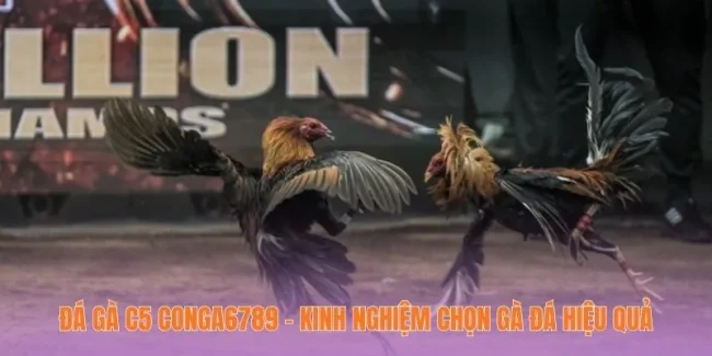 Đá Gà C5