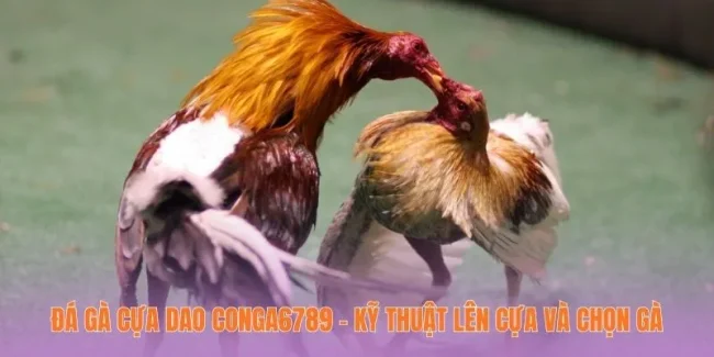 Đá Gà Cựa Dao