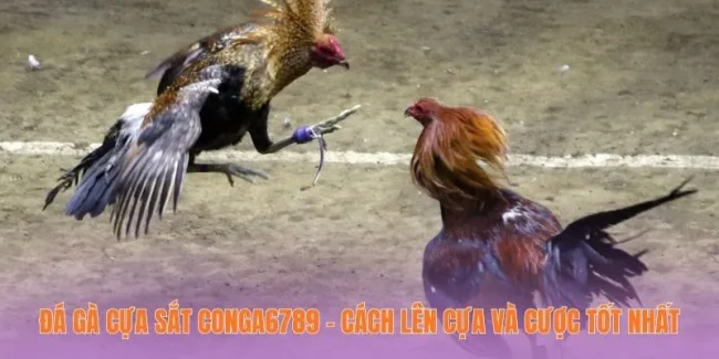 Đá Gà Cựa Sắt