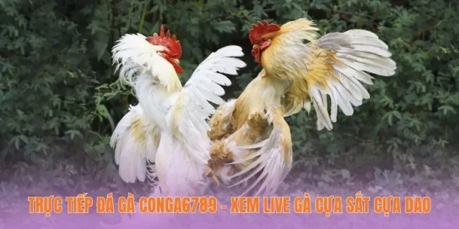 Trực Tiếp Đá Gà